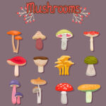 12 Different Types Of Mushrooms