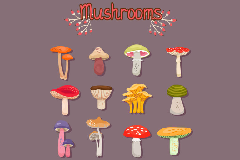 12 Different Types Of Mushrooms