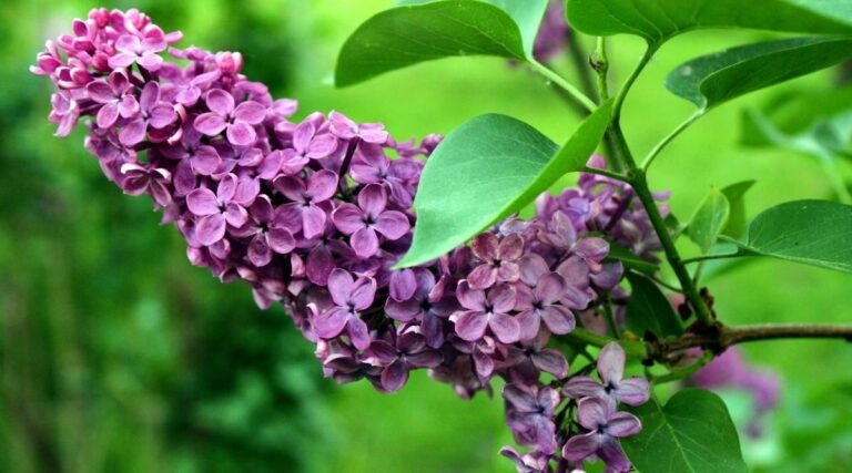 Lilac